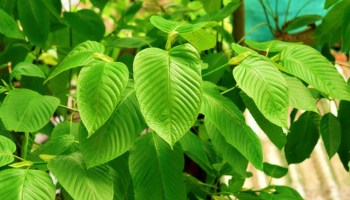 green bali kratom leaves
