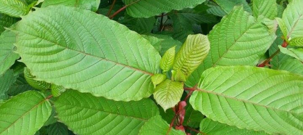 green maeng da kratom leaves