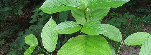 green malay kratom plant