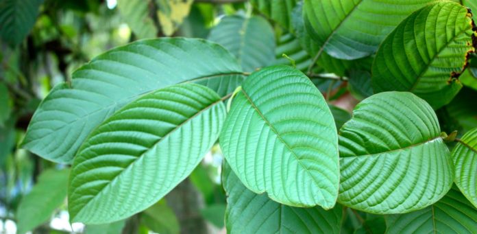 kratom leaves