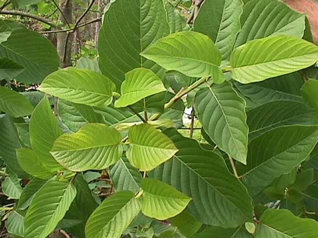 kratom plant