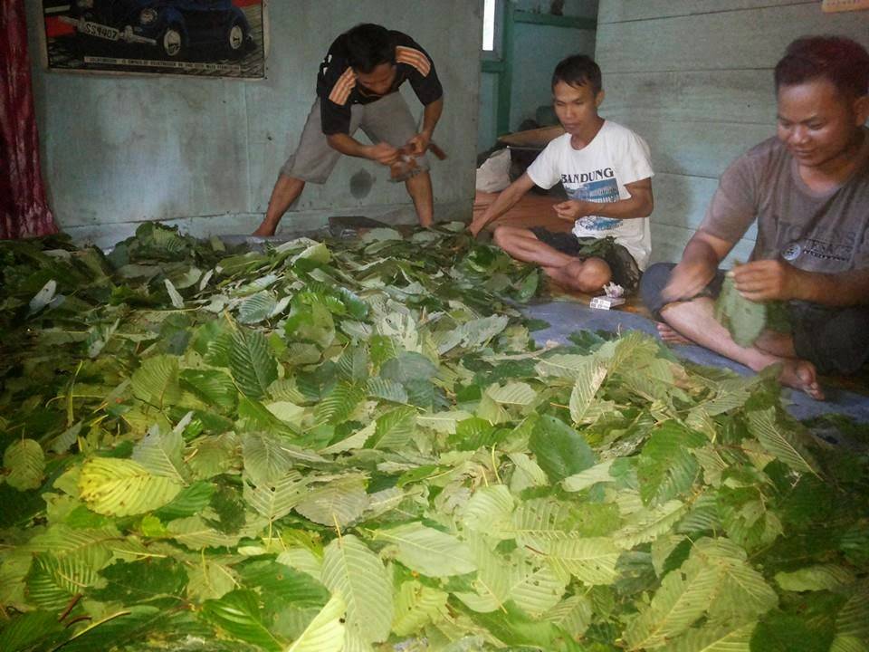 Where does Kratom come from?