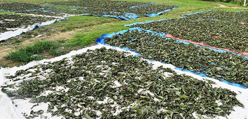 kratom leaves spread out on the ground drying